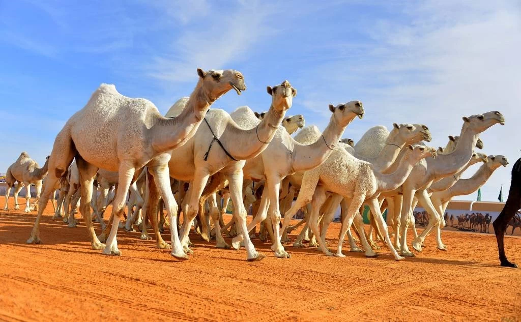 تربية الإبل - برحة للنقليات