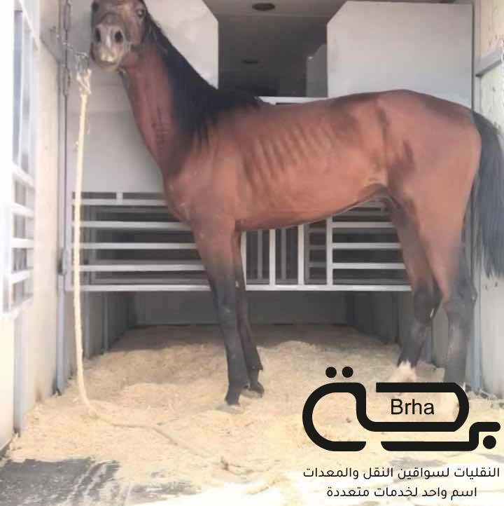برحة نقل خيل