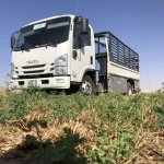 ابو شورى المزيني