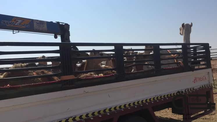 برحة النقل و التوصيل