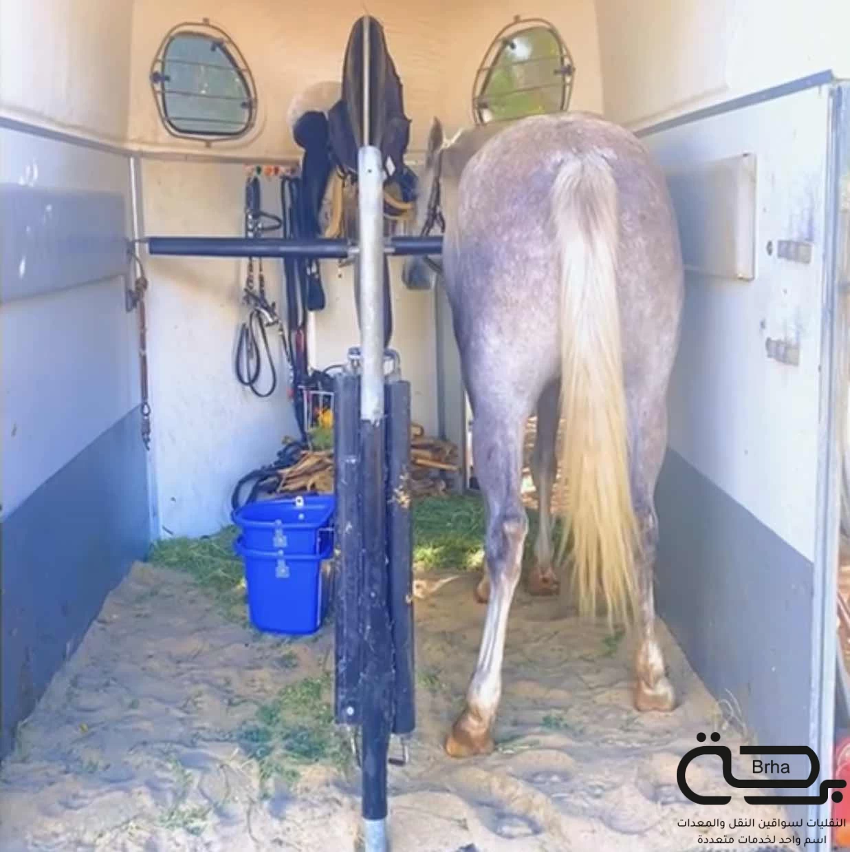برحة نقل الخيل