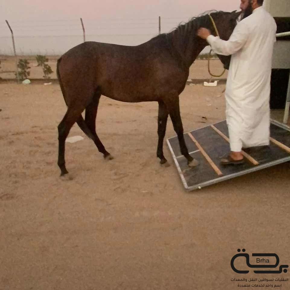 برحة النقل والخيل