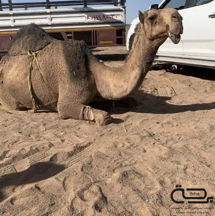 برحة النقل و التوصيل